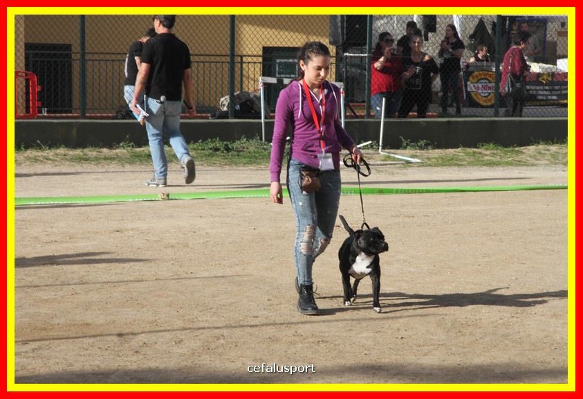 180311 mostra_canina 189.jpg